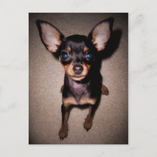mini pinscher. postcard