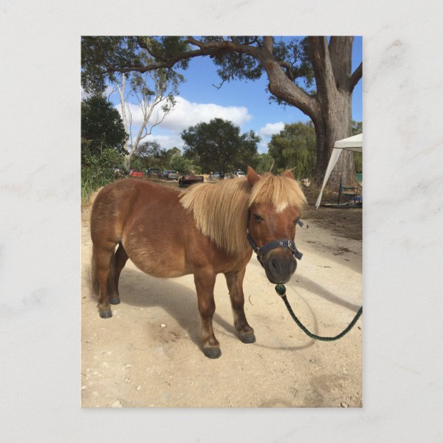 Mini Pony au Camping Grounds Carte postale (Devant)