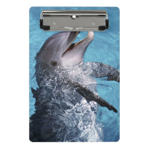 Mini Porte-bloc Amérique du Nord, États-Unis, Hawaï. Dauphin