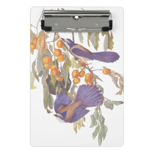 Mini Porte-bloc Blue Florida Scrub Jay Audubon Oiseaux avec Orange