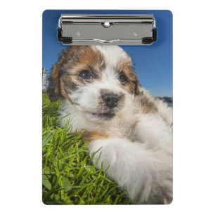 Mini Porte-bloc Chiot mignon (Shitzu)