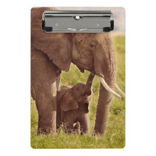 Mini Porte-bloc Éléphant et bébé des images   de Getty