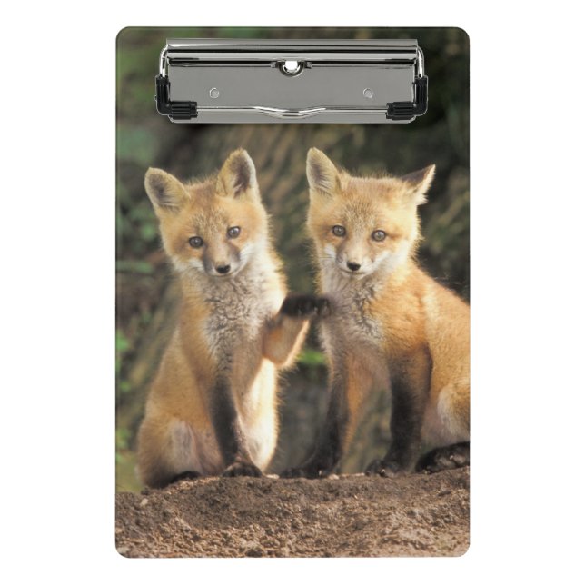 Mini Porte-bloc Poupe Red Fox devant den Vulpes vulpes (Devant)