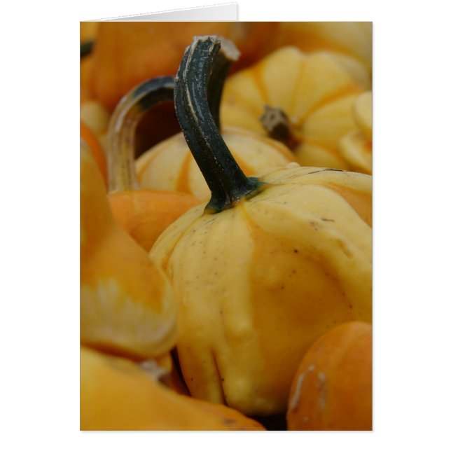 Mini Pumpkins (Front)