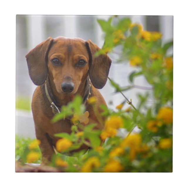 Mini Red Dachshund Tile (Front)