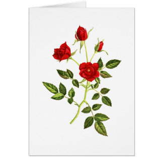 Mini Red Rose
