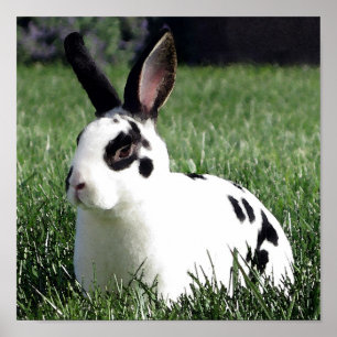 Mini Rex bunny poster