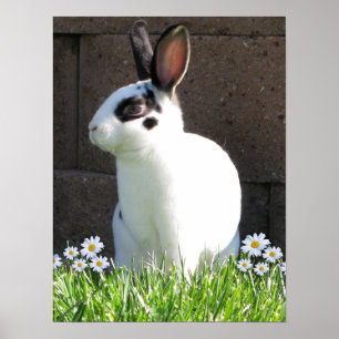 Mini rex with daisies poster