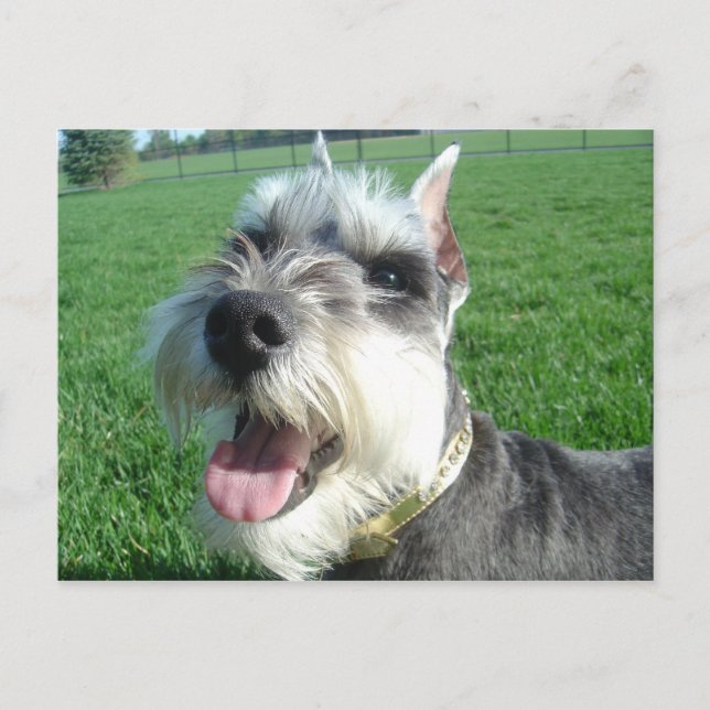 Mini Schnauzer Postcard (Front)