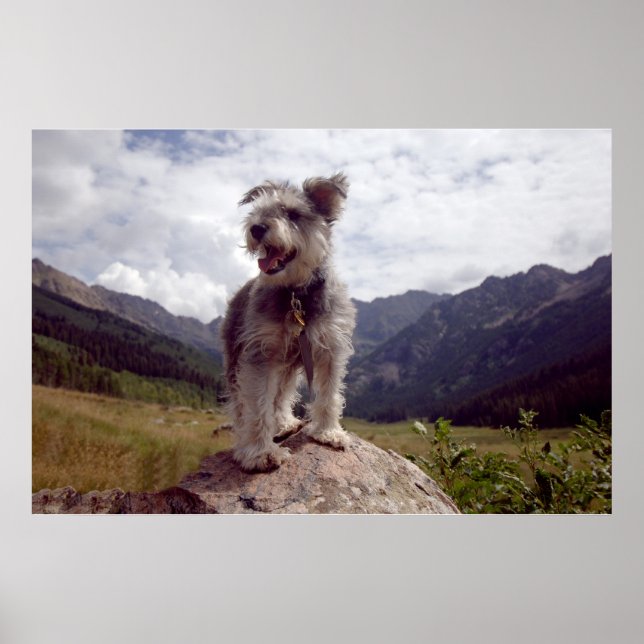 Mini Schnauzer Poster (Front)