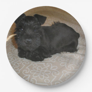 mini schnauzer puppy paper plate