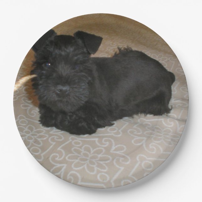 mini schnauzer puppy paper plate (Front)
