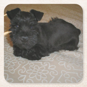 mini schnauzer puppy square paper coaster