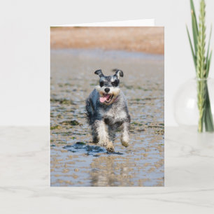mini schnauzer-running card