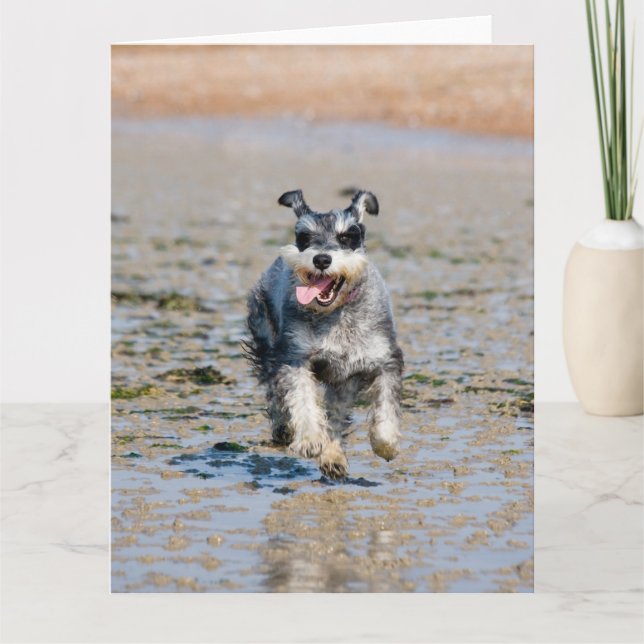 mini schnauzer-running card (Front)