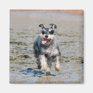 mini schnauzer-running magnet