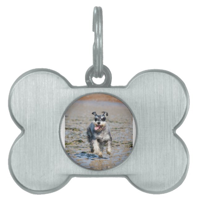 mini schnauzer-running pet ID tag (Front)