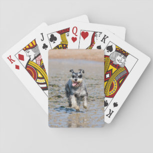mini schnauzer-running playing cards