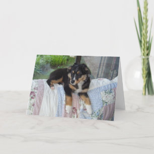 Miniature American Shepherd Black Tri Puppy Card