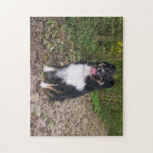 Miniature American Shepherd Black Tri sitting Jigsaw Puzzle