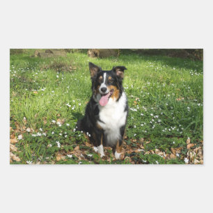 Miniature American Shepherd Black Tri Sitting Sticker