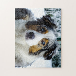 Miniature American Shepherd Blue Merle Jigsaw Puzzle