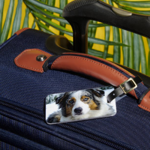 Miniature American Shepherd Blue Merle Luggage Tag