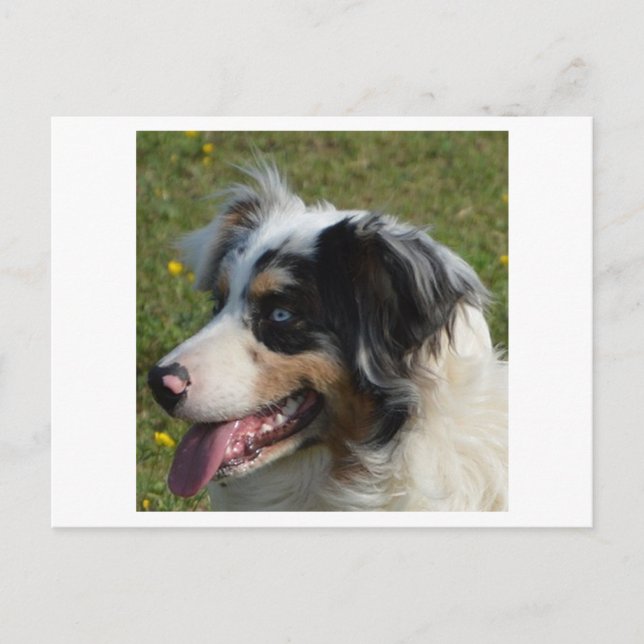 Miniature American Shepherd Blue Merle Postcard (Front)