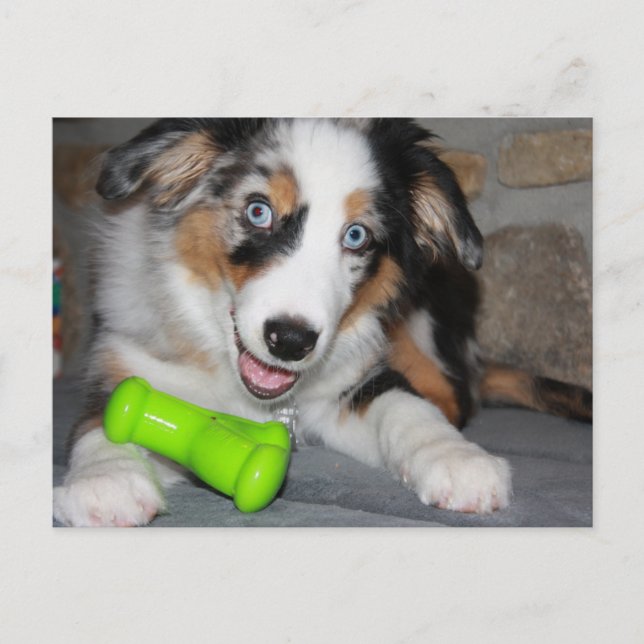 Miniature American Shepherd Blue Merle Puppy Postcard (Front)