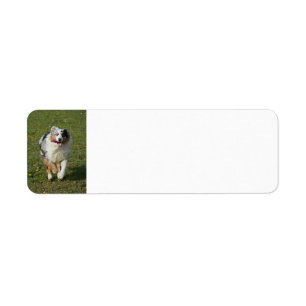 Miniature American Shepherd Blue Merle Running