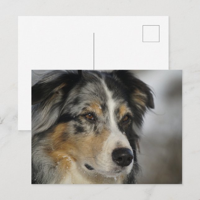 Miniature American Shepherd Blue Merle second Postcard (Front/Back)