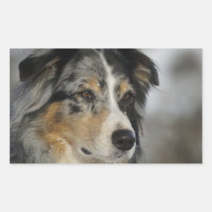 Miniature American Shepherd Blue Merle second Sticker