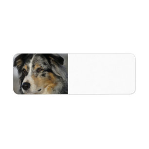 Miniature American Shepherd Blue Merle seconde