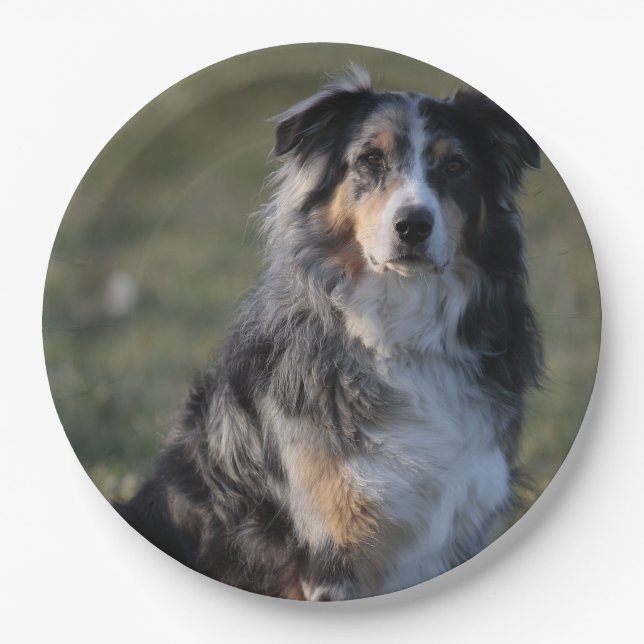 Miniature American Shepherd Blue Merle Sitting Paper Plate (Front)