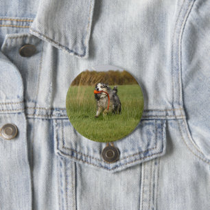 miniature american shepherd blue merle w toy 3 inch round button