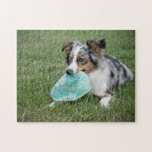 Miniature American Shepherd Blue Merle with Toy Jigsaw Puzzle