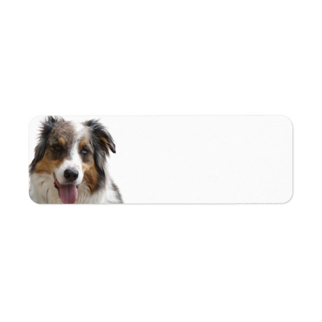 Miniature American Shepherd Merle (Front)
