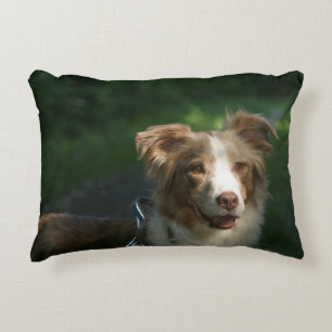 Miniature American Shepherd Red Merle Accent Pillow
