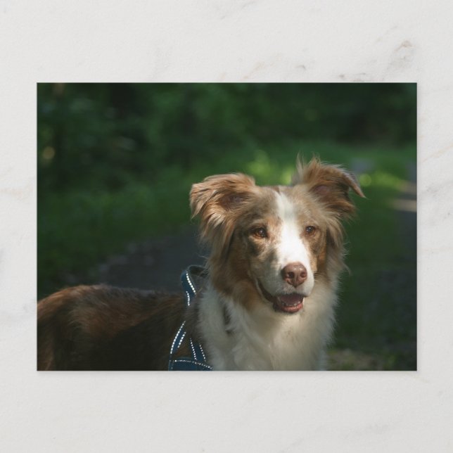 Miniature American Shepherd Red Merle Postcard (Front)