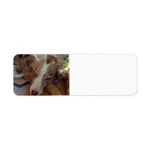 Miniature American Shepherd Red Merle Sleeping
