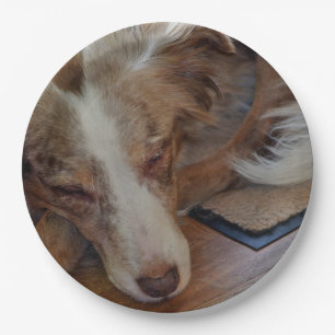 Miniature American Shepherd Red Merle Sleeping Paper Plate