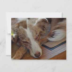 Miniature American Shepherd Red Merle Sleeping Postcard