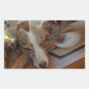 Miniature American Shepherd Red Merle Sleeping Sticker
