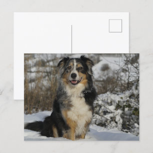 Miniature American Shepherd Sitting In Snow Postcard