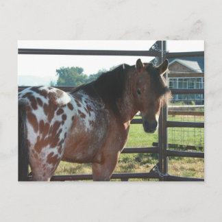Miniature Appaloosa Stallion Postcard