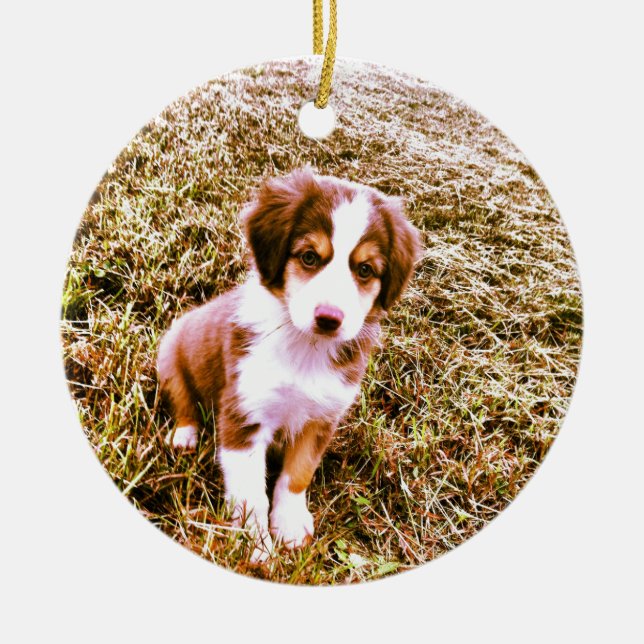 Miniature Australian Shepherd! Mini Aussie Puppy! Ceramic Ornament (Front)