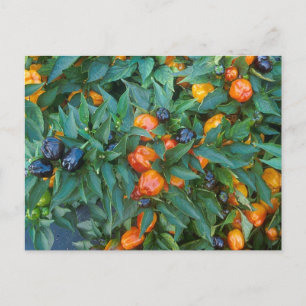 Miniature Bell Peppers Postcard