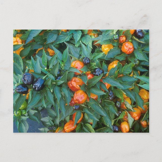 Miniature Bell Peppers Postcard (Front)