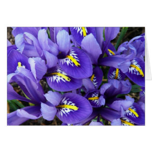 Miniature Blue Irises Spring Floral