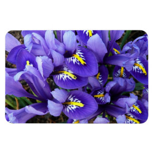Miniature Blue Irises Spring Floral Magnet